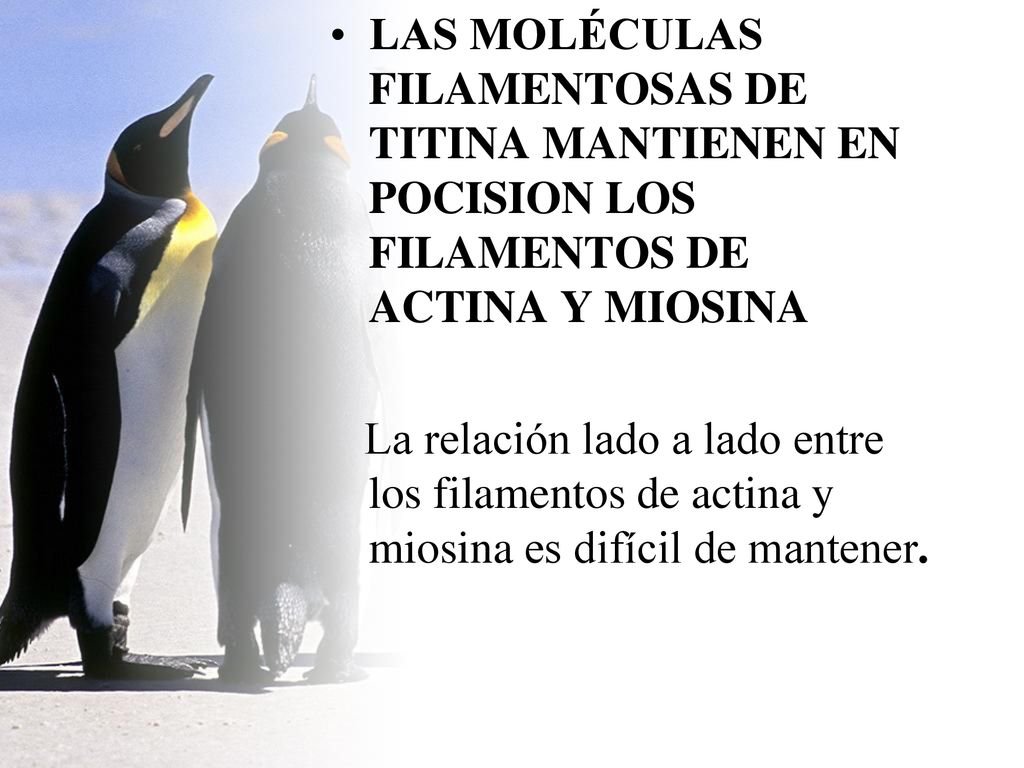 LAS MOLÉCULAS FILAMENTOSAS DE TITINA MANTIENEN EN POCISION LOS FILAMENTOS DE ACTINA Y MIOSINA