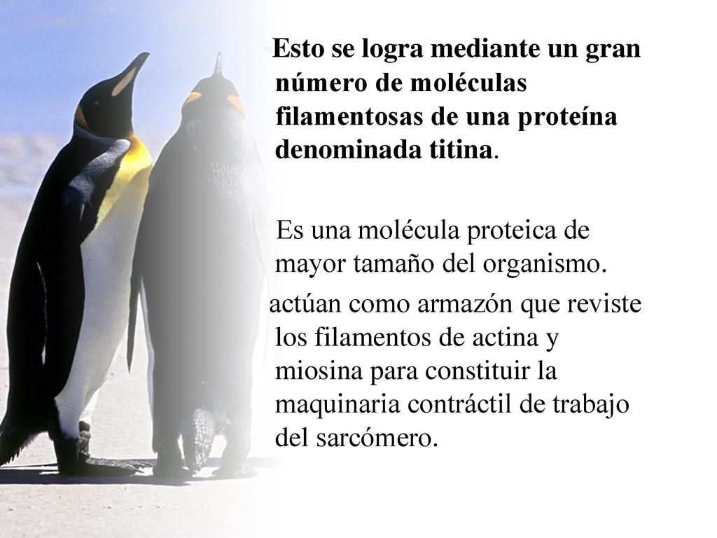 Esto se logra mediante un gran número de moléculas filamentosas de una proteína denominada titina.