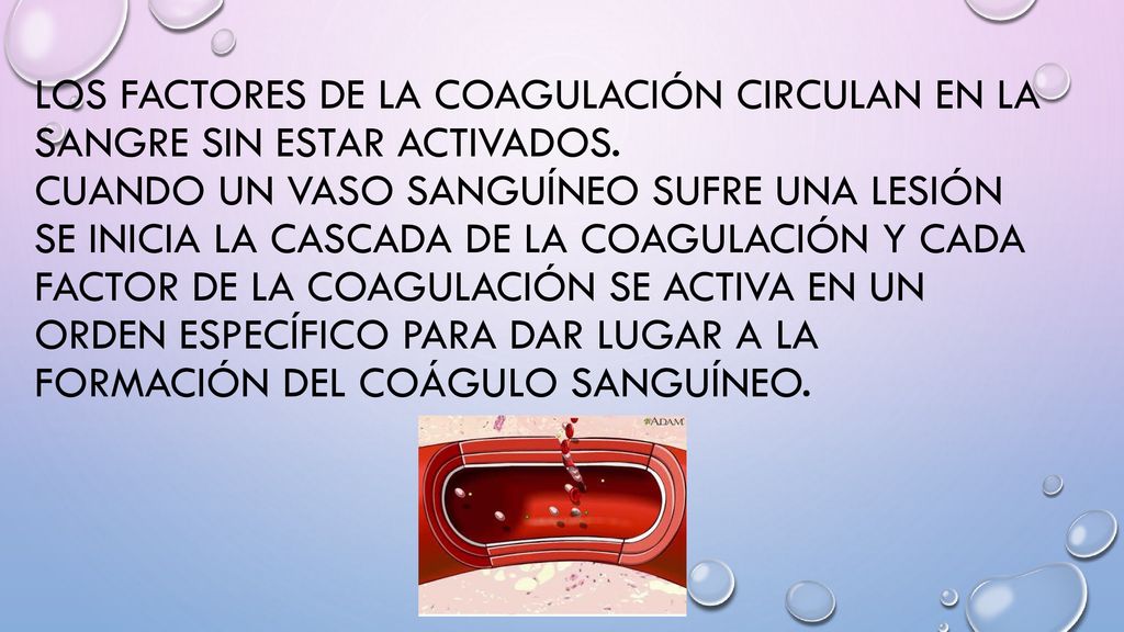 Los factores de la coagulación circulan en la sangre sin estar activados.