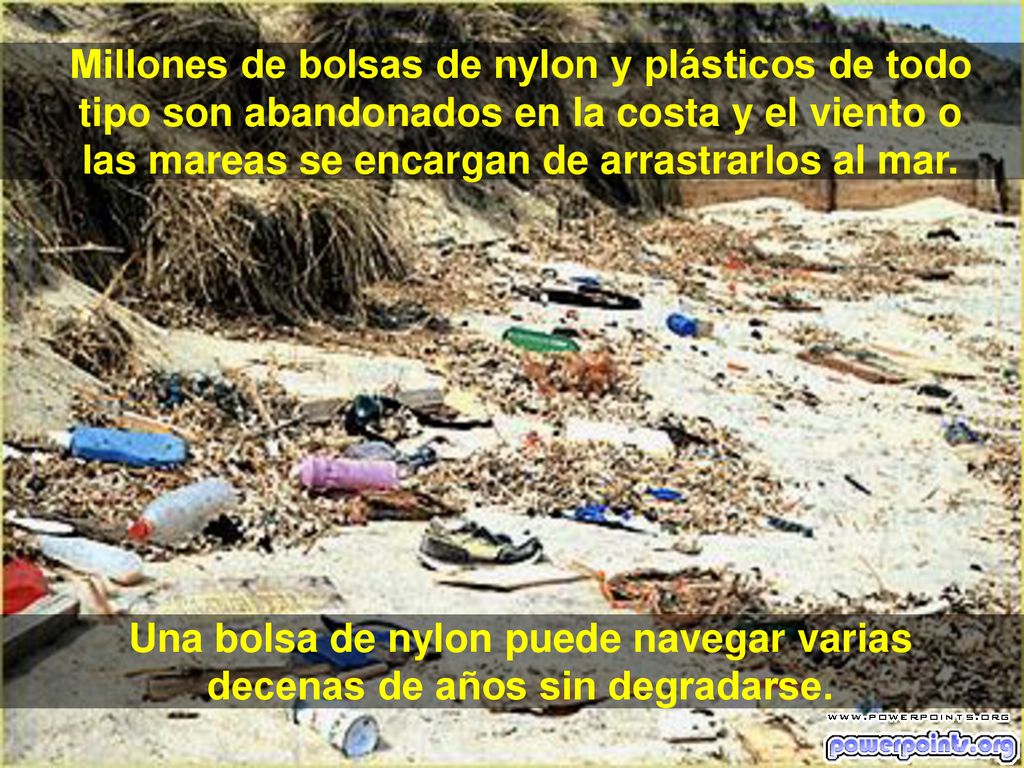 Millones de bolsas de nylon y plásticos de todo tipo son abandonados en la costa y el viento o las mareas se encargan de arrastrarlos al mar.