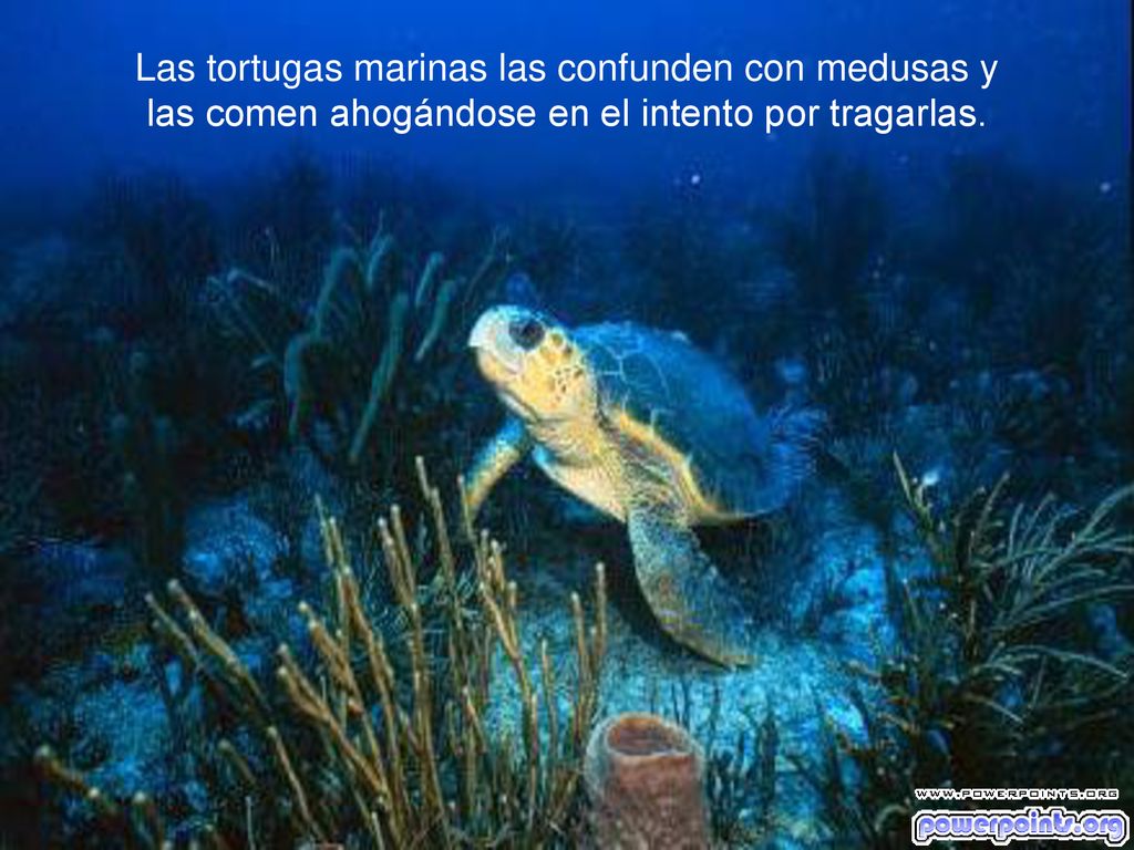 Las tortugas marinas las confunden con medusas y las comen ahogándose en el intento por tragarlas.