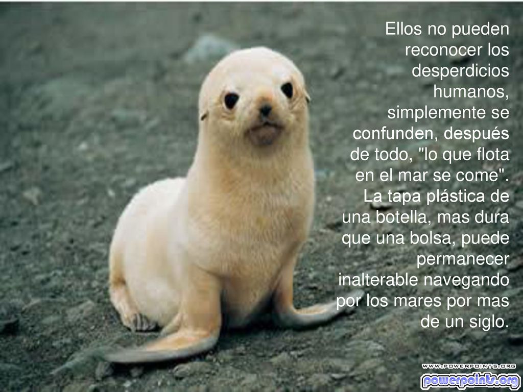 Ellos no pueden reconocer los desperdicios humanos, simplemente se confunden, después de todo, lo que flota en el mar se come .