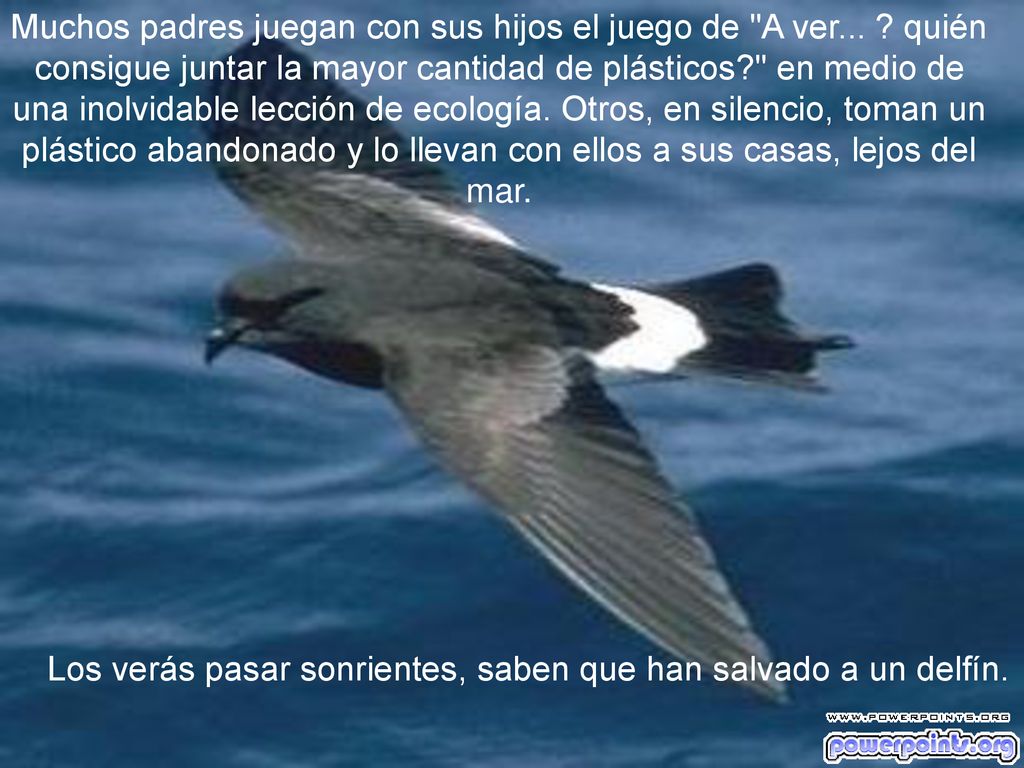 Los verás pasar sonrientes, saben que han salvado a un delfín.