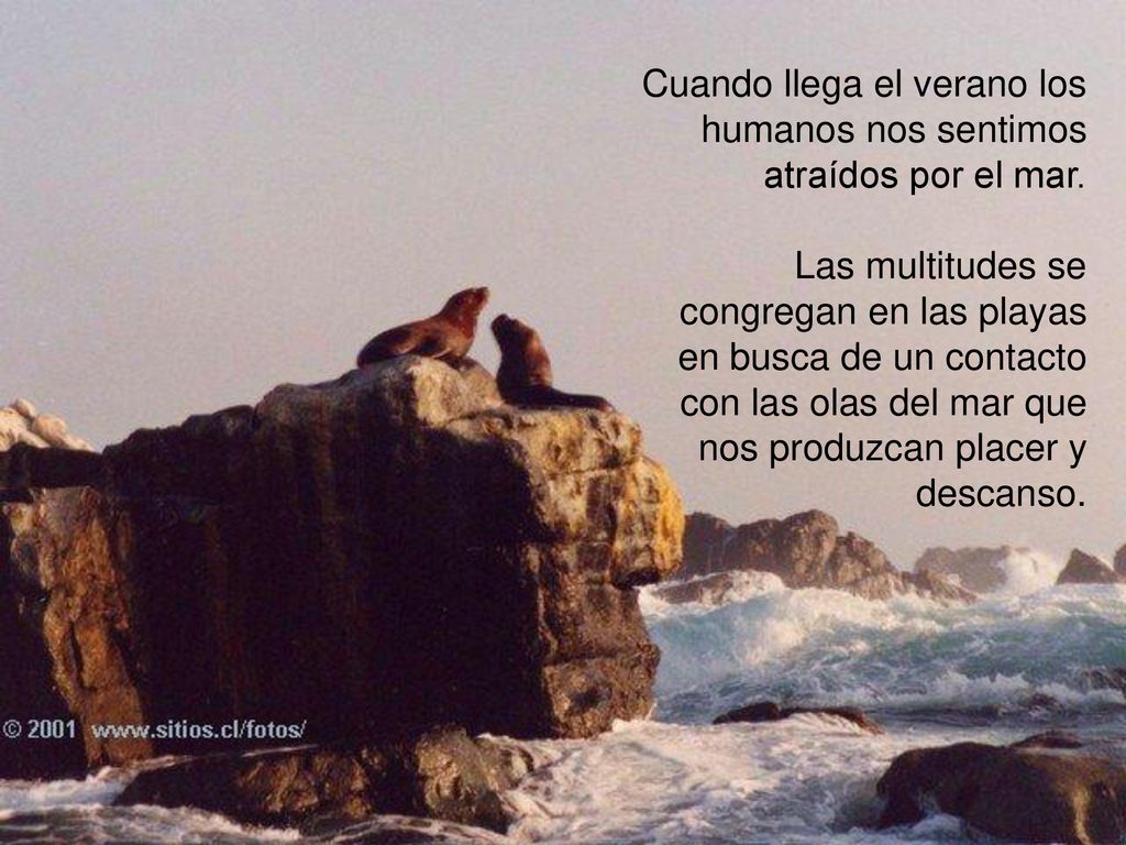 Cuando llega el verano los humanos nos sentimos atraídos por el mar.