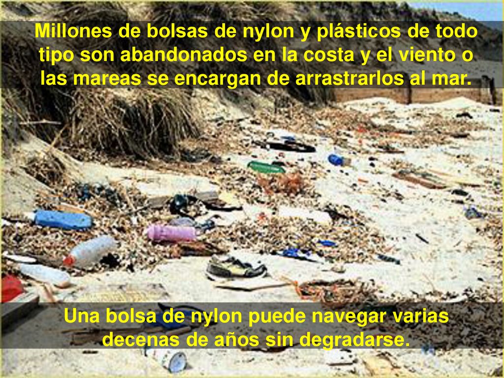 Millones de bolsas de nylon y plásticos de todo tipo son abandonados en la costa y el viento o las mareas se encargan de arrastrarlos al mar.