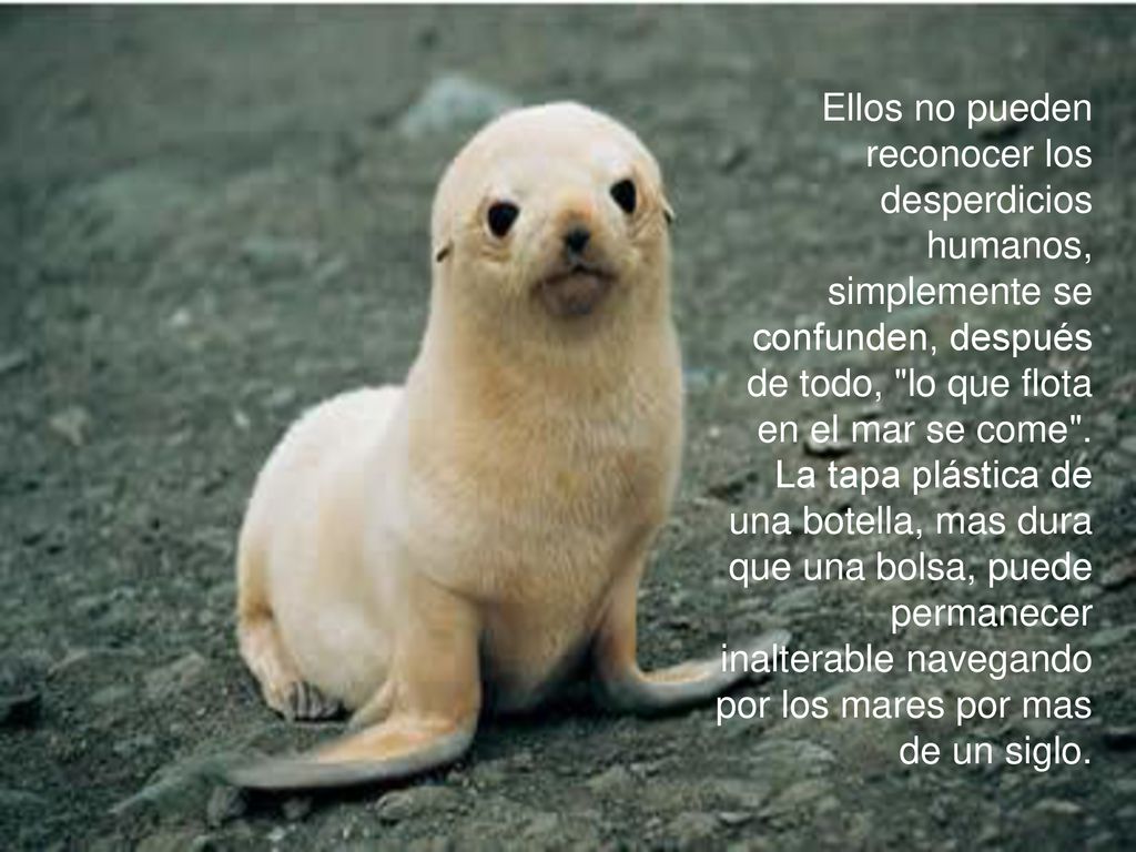 Ellos no pueden reconocer los desperdicios humanos, simplemente se confunden, después de todo, lo que flota en el mar se come .