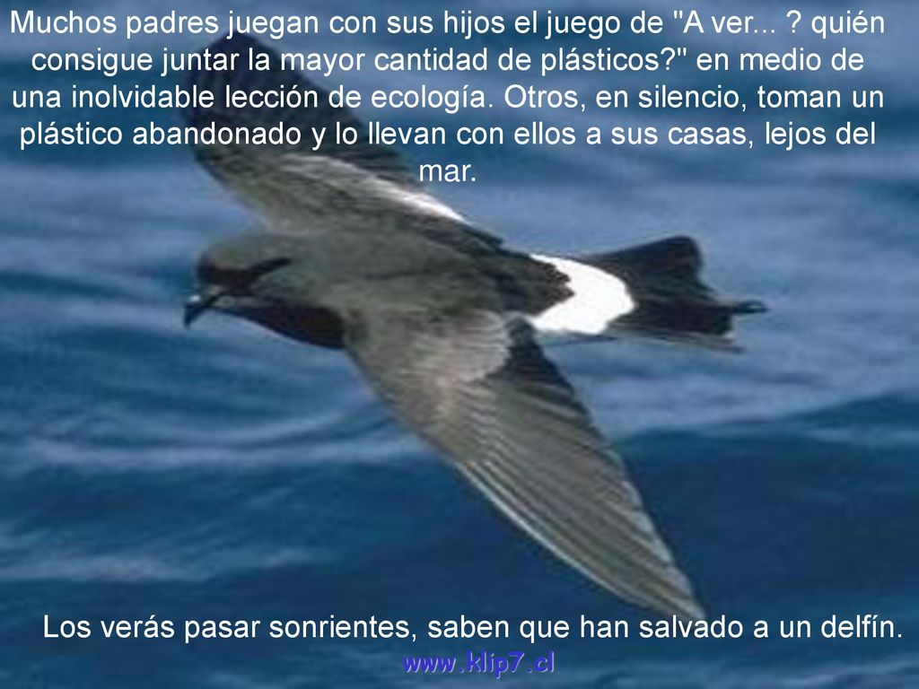 Los verás pasar sonrientes, saben que han salvado a un delfín.