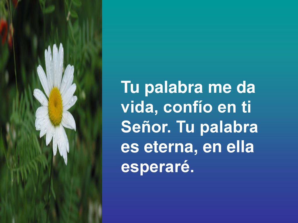 Tu palabra me da vida, confío en ti Señor. Tu palabra es eterna, en ella esperaré.