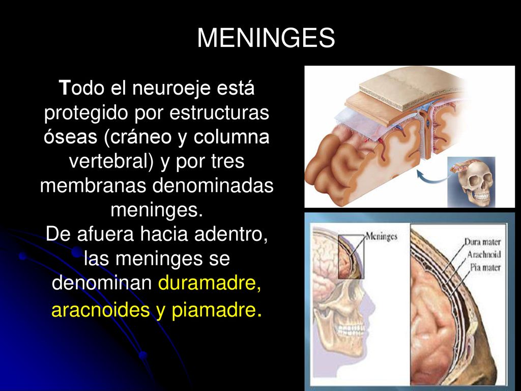 MENINGES Todo el neuroeje está protegido por estructuras óseas (cráneo y columna vertebral) y por tres membranas denominadas meninges.