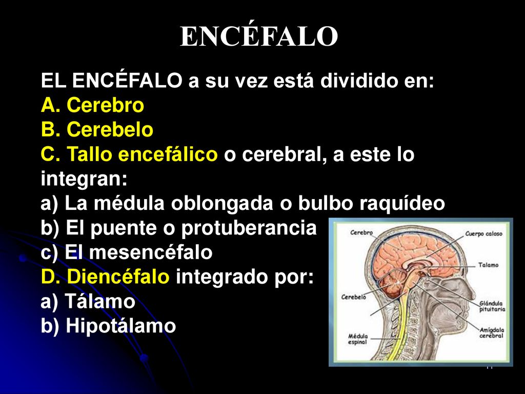ENCÉFALO EL ENCÉFALO a su vez está dividido en: A. Cerebro B. Cerebelo