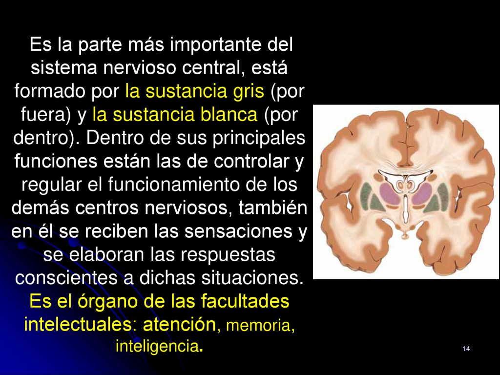 Es la parte más importante del sistema nervioso central, está formado por la sustancia gris (por fuera) y la sustancia blanca (por dentro).