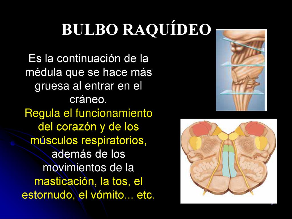 BULBO RAQUÍDEO Es la continuación de la médula que se hace más gruesa al entrar en el cráneo.