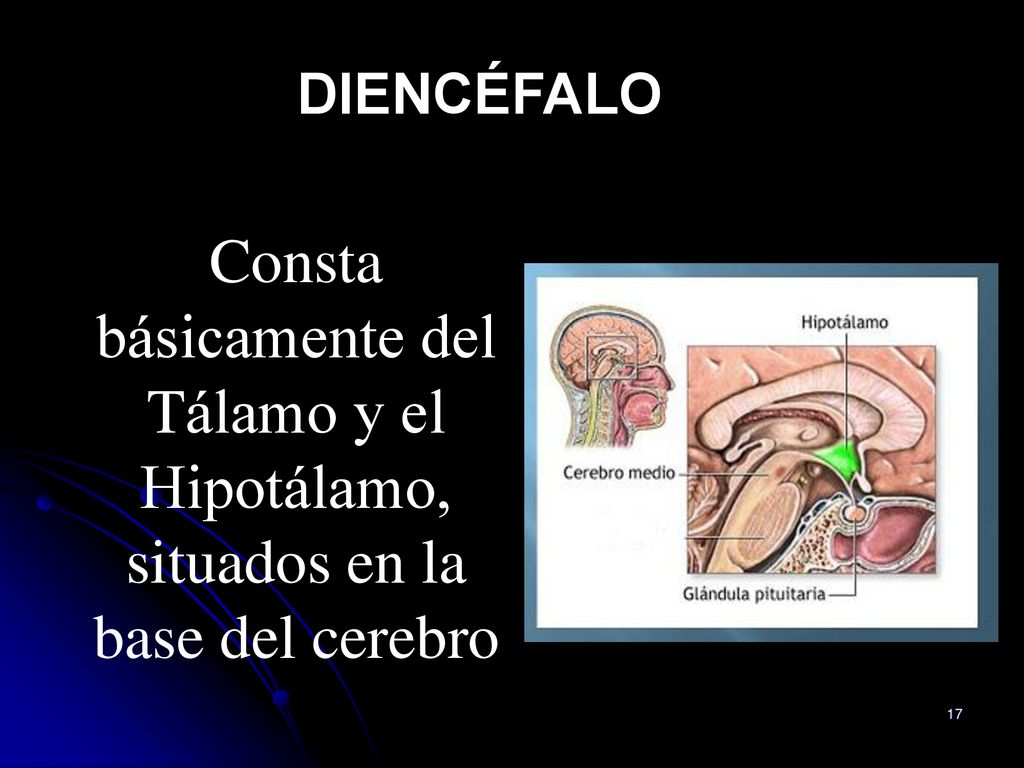 DIENCÉFALO Consta básicamente del Tálamo y el Hipotálamo, situados en la base del cerebro