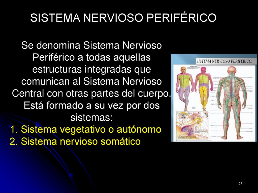 Está formado a su vez por dos sistemas: