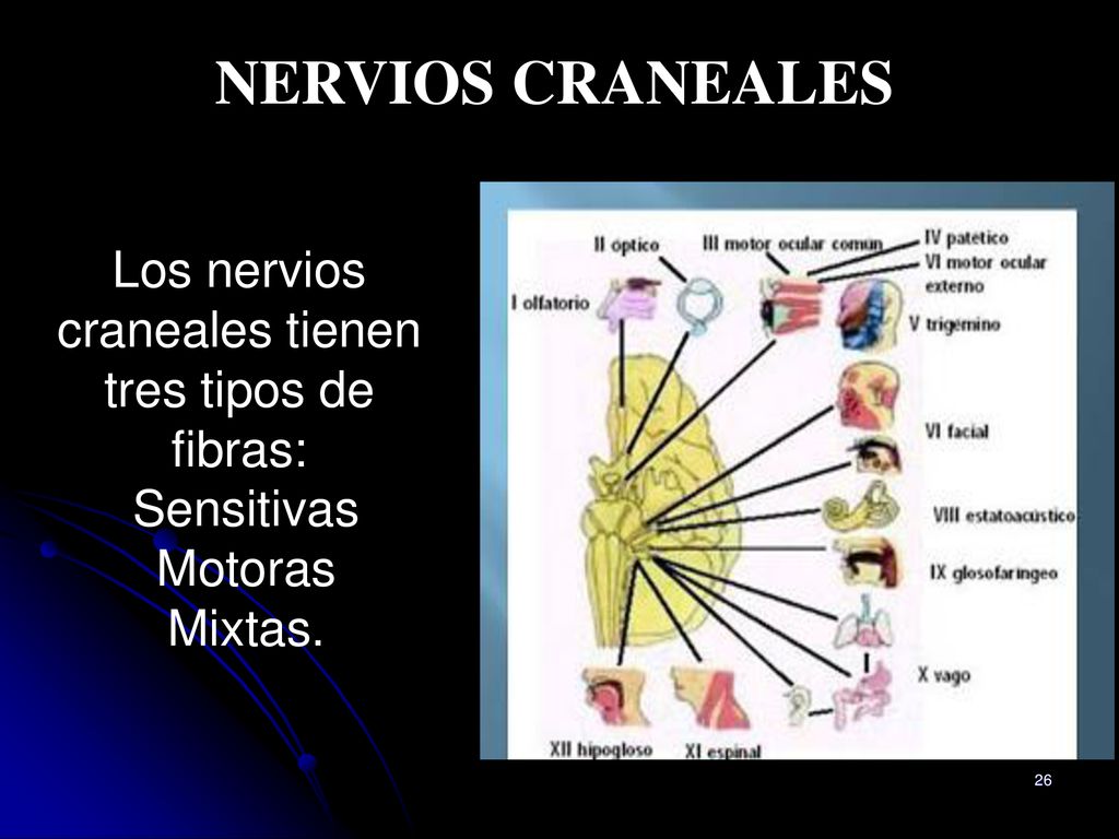 Los nervios craneales tienen tres tipos de fibras:
