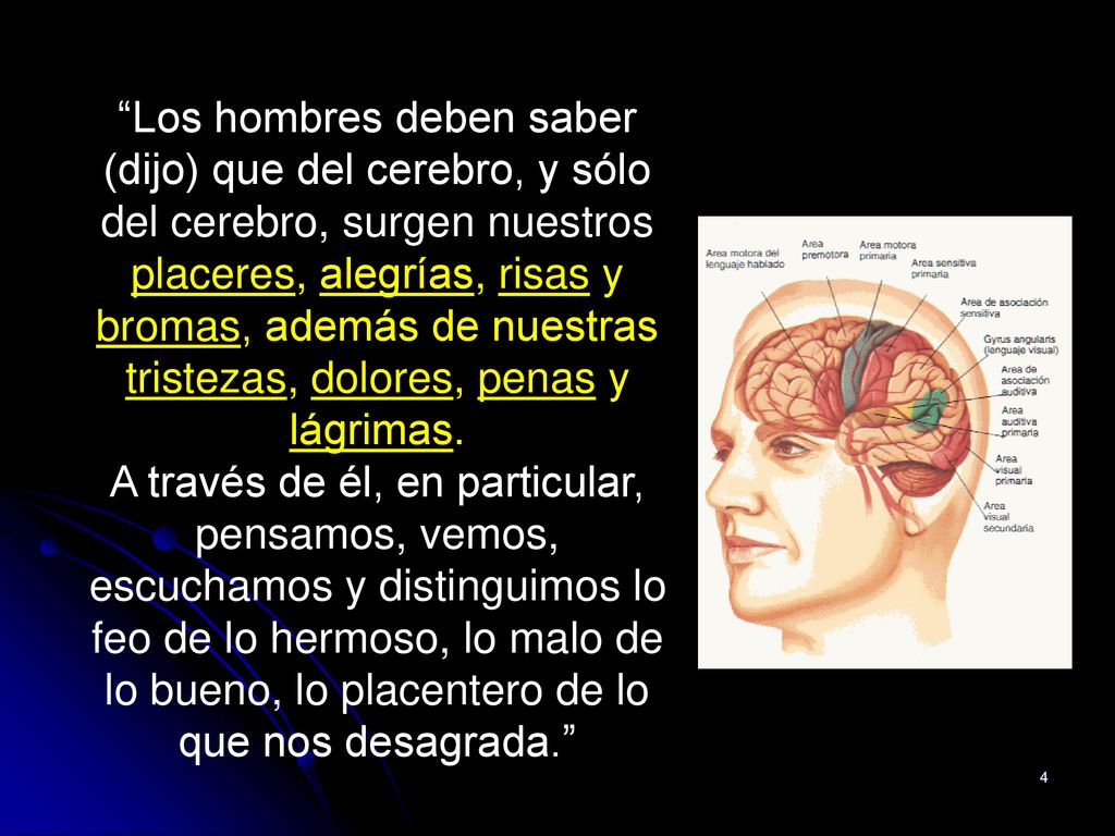 Los hombres deben saber (dijo) que del cerebro, y sólo del cerebro, surgen nuestros placeres, alegrías, risas y bromas, además de nuestras tristezas, dolores, penas y lágrimas.