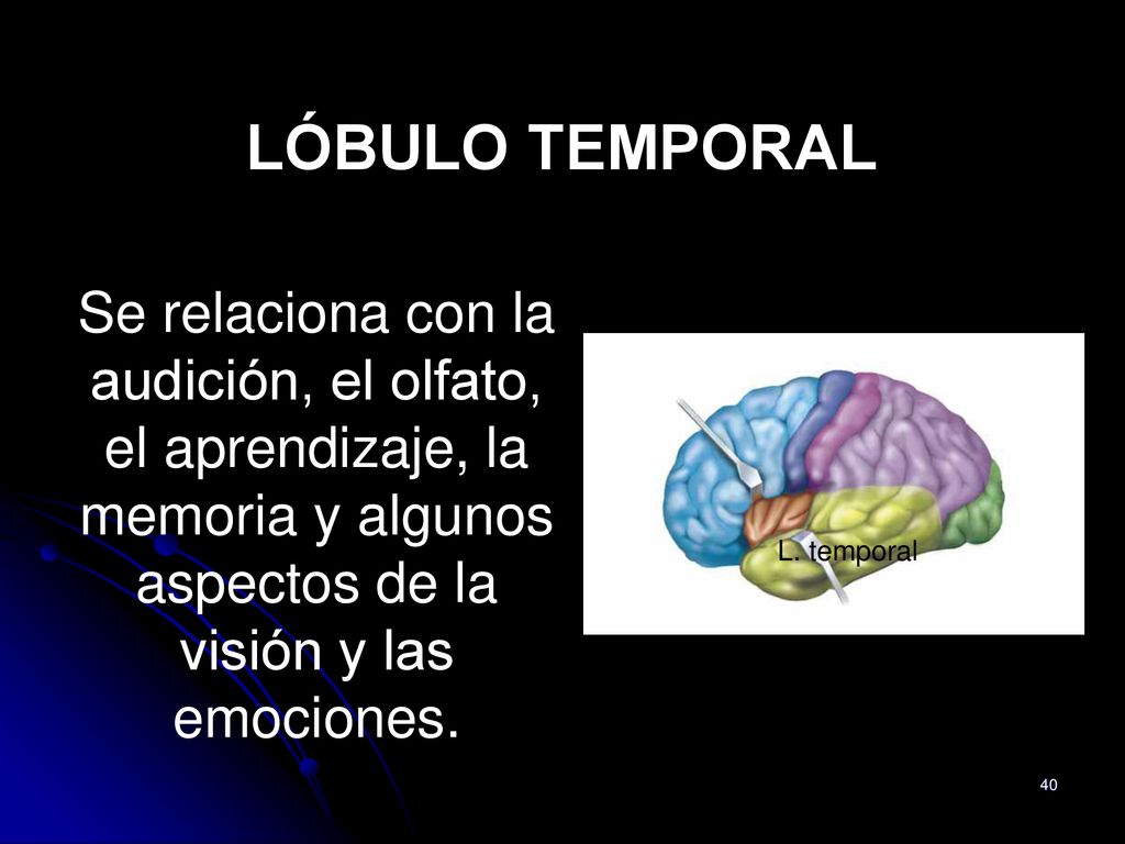 LÓBULO TEMPORAL Se relaciona con la audición, el olfato, el aprendizaje, la memoria y algunos aspectos de la visión y las emociones.