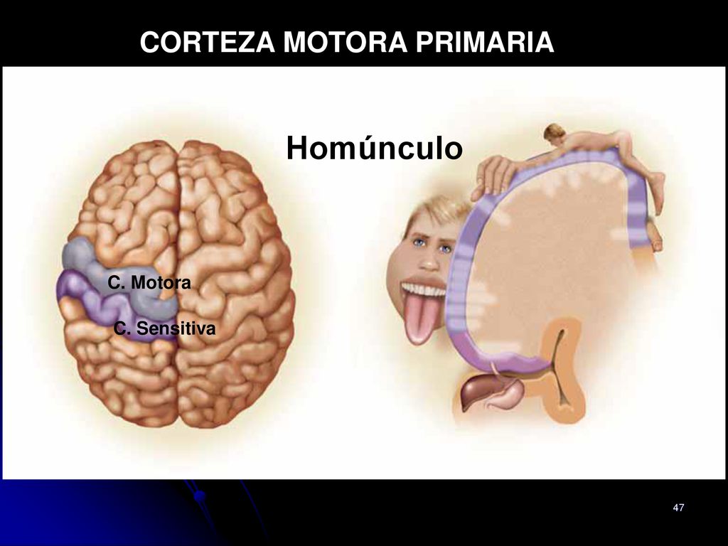 Homúnculo CORTEZA MOTORA PRIMARIA Homúnculo Motor C. Motora