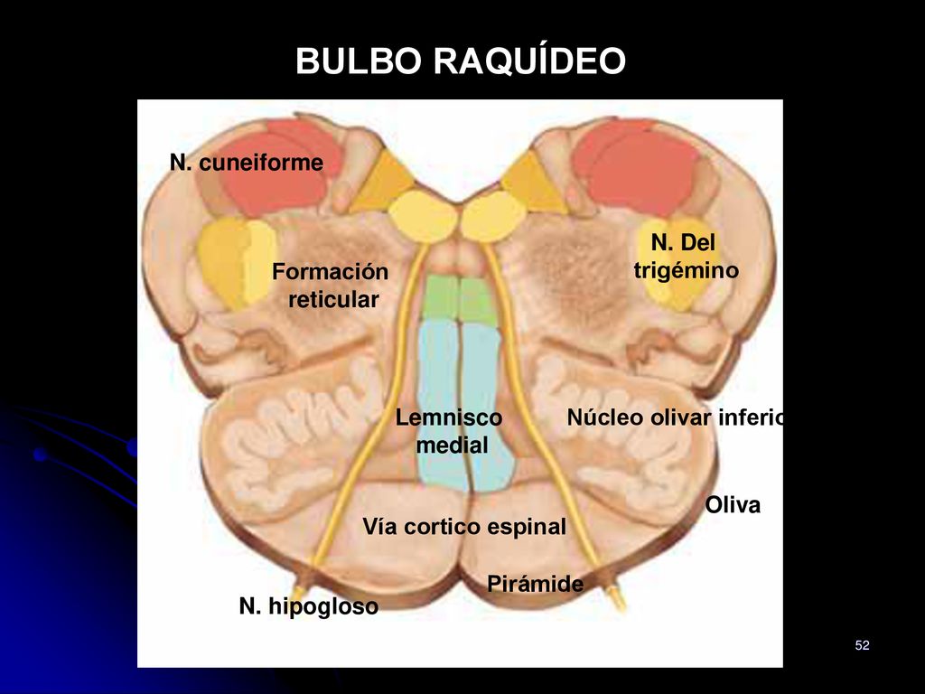 BULBO RAQUÍDEO N. cuneiforme N. Del trigémino Formación reticular