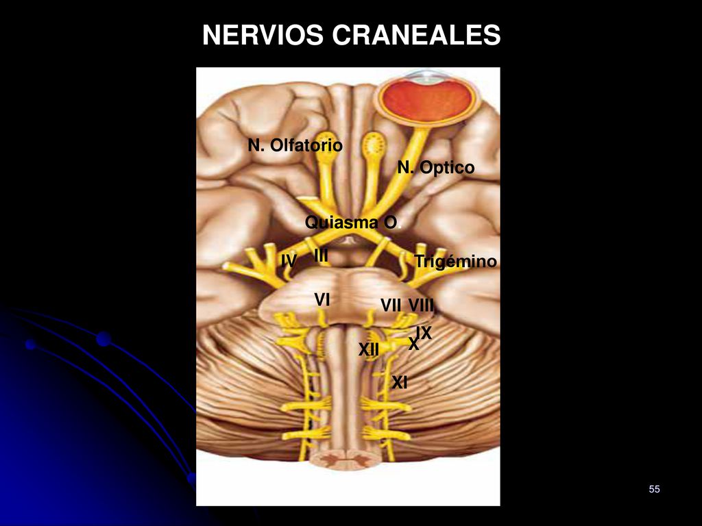 NERVIOS CRANEALES N. Olfatorio N. Optico Quiasma O. III IV Trigémino