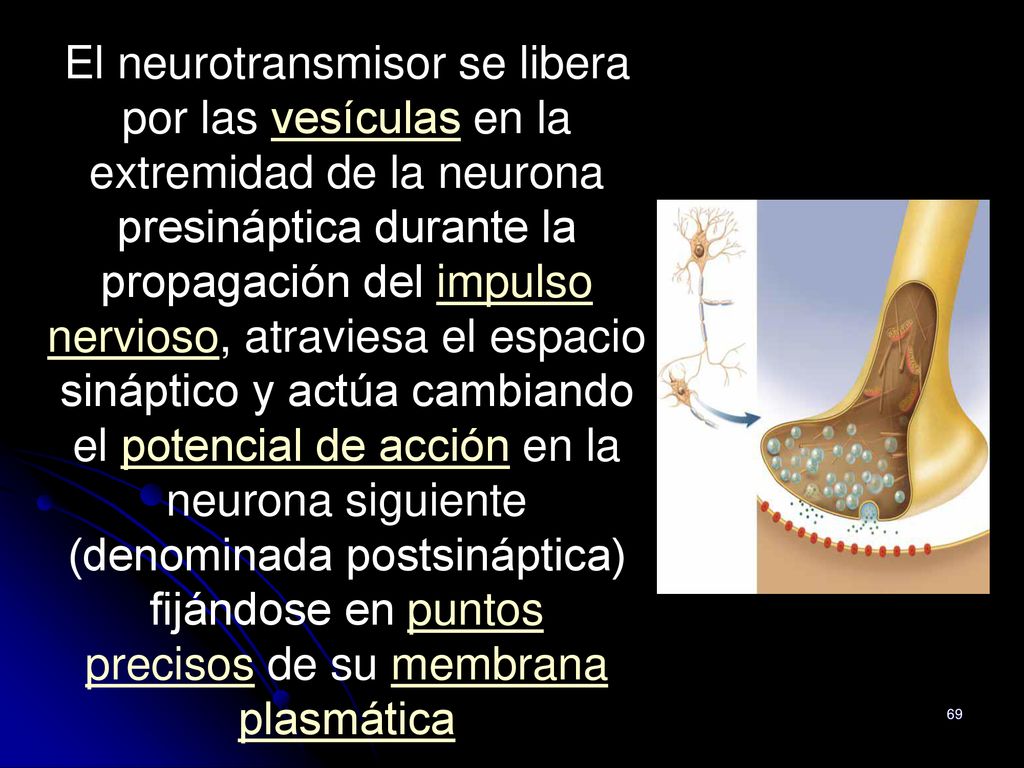 El neurotransmisor se libera por las vesículas en la extremidad de la neurona presináptica durante la propagación del impulso nervioso, atraviesa el espacio sináptico y actúa cambiando el potencial de acción en la neurona siguiente (denominada postsináptica) fijándose en puntos precisos de su membrana plasmática