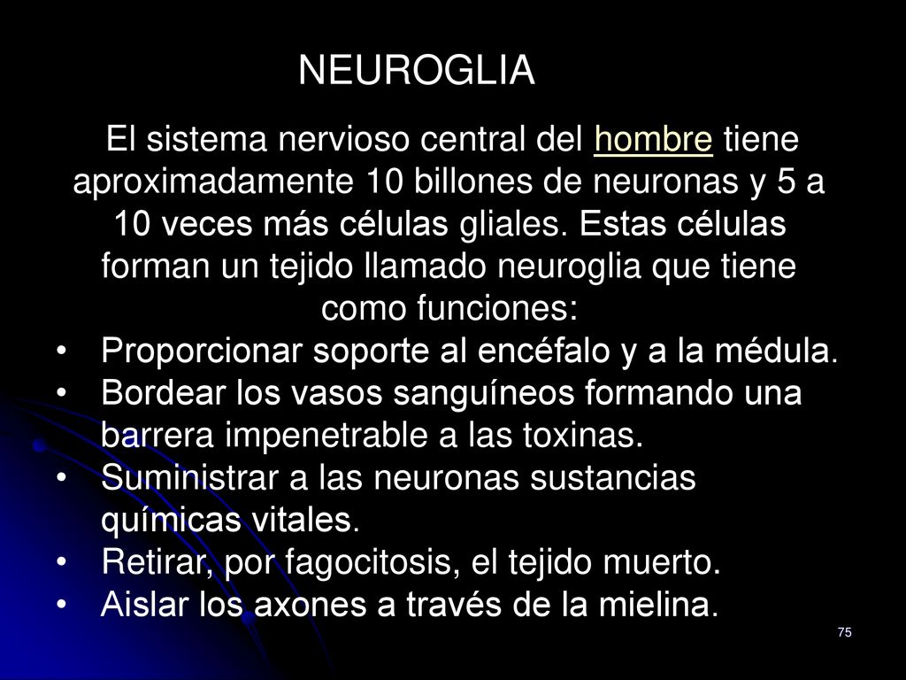 NEUROGLIA Proporcionar soporte al encéfalo y a la médula.