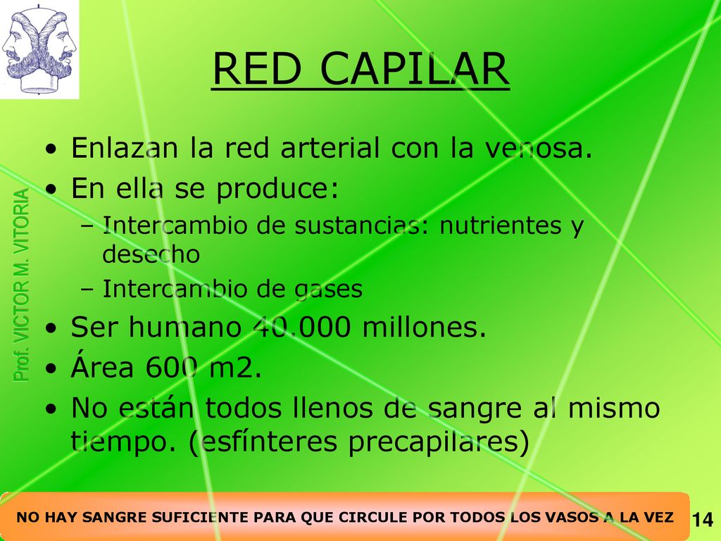 NO HAY SANGRE SUFICIENTE PARA QUE CIRCULE POR TODOS LOS VASOS A LA VEZ