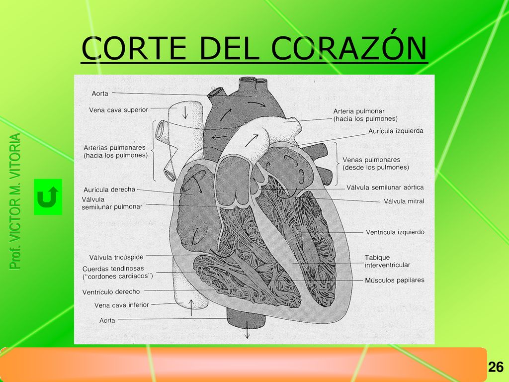 CORTE DEL CORAZÓN Prof. VICTOR M. VITORIA 11/11/2018