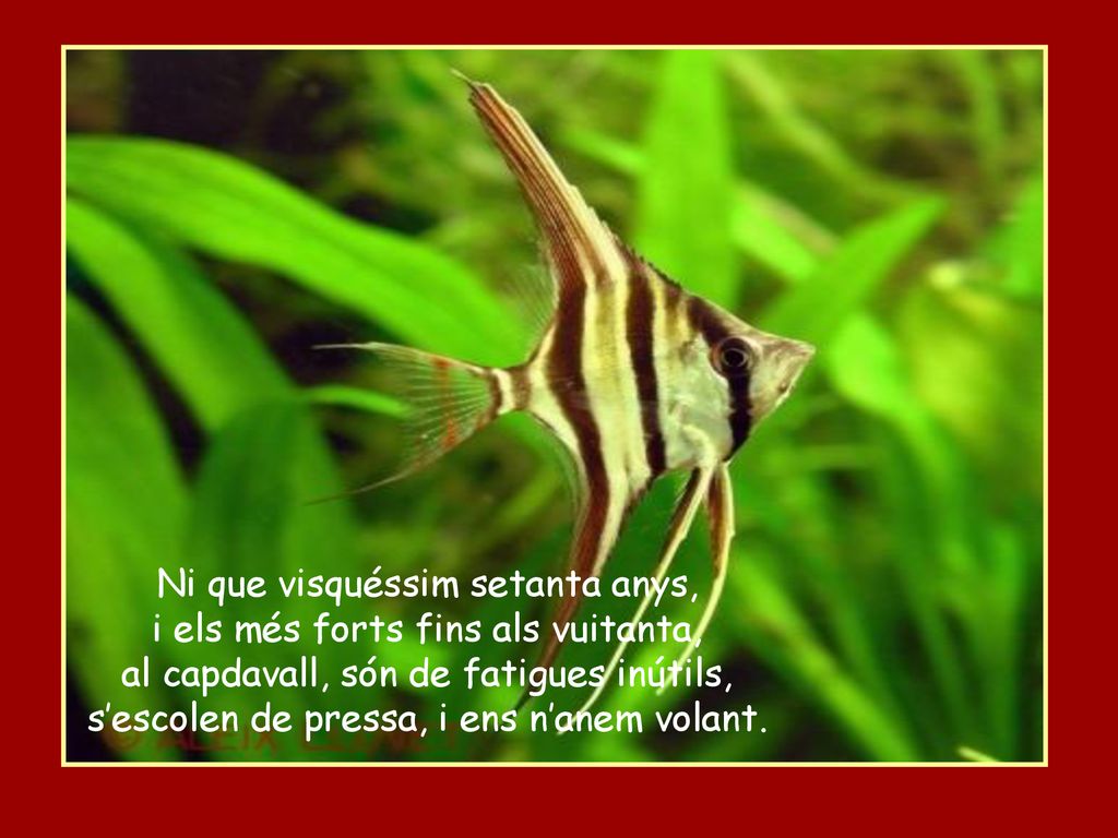 Ni que visquéssim setanta anys, i els més forts fins als vuitanta,