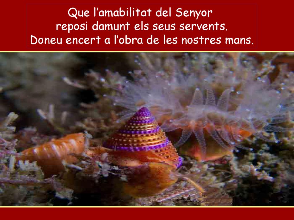 Que l’amabilitat del Senyor reposi damunt els seus servents.