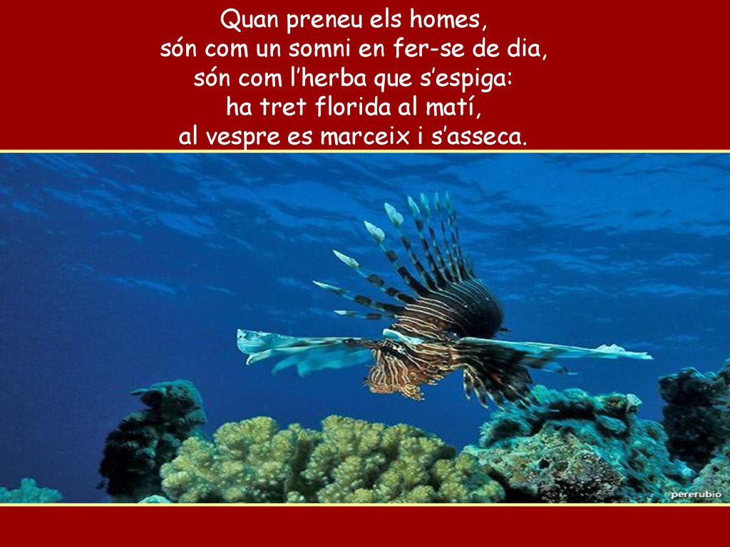 són com un somni en fer-se de dia, són com l’herba que s’espiga: