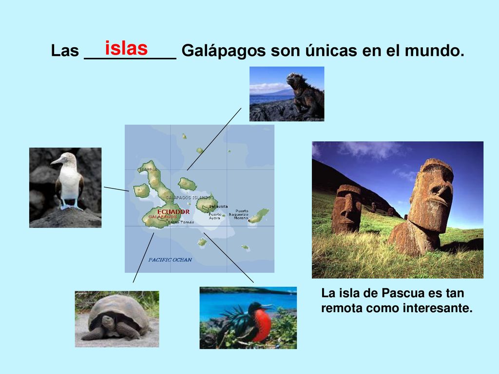 islas Las __________ Galápagos son únicas en el mundo.