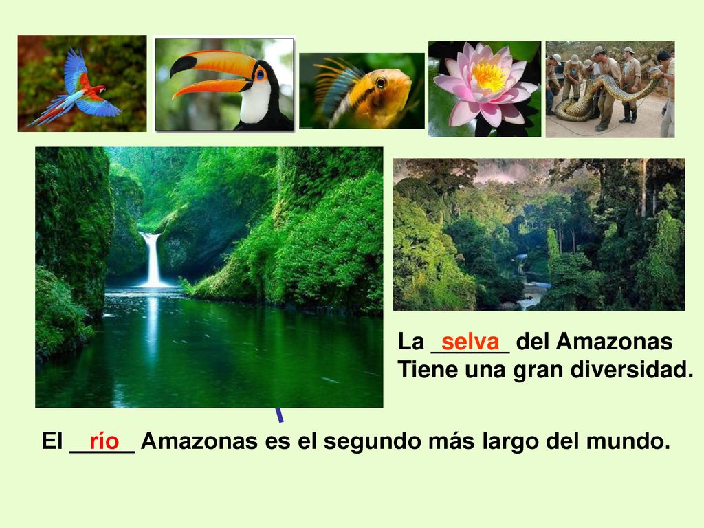 La ______ del Amazonas Tiene una gran diversidad. selva. El _____ Amazonas es el segundo más largo del mundo.