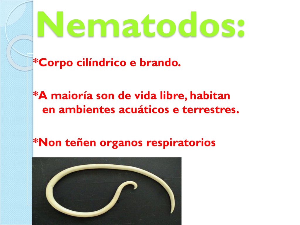 Nematodos: *Corpo cilíndrico e brando.
