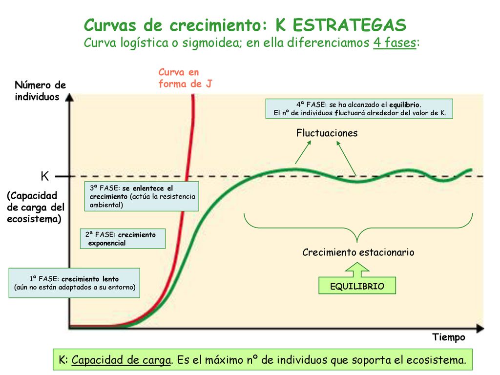 Curvas de crecimiento: K ESTRATEGAS Curva logística o sigmoidea; en ella diferenciamos 4 fases: