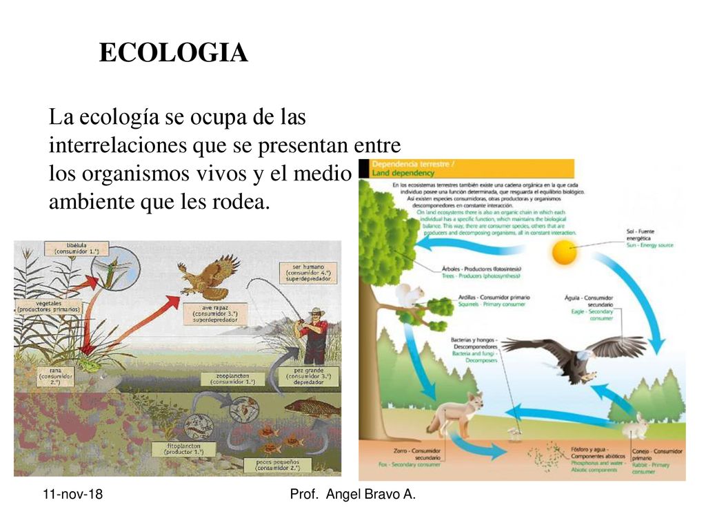 ECOLOGIA La ecología se ocupa de las interrelaciones que se presentan entre los organismos vivos y el medio ambiente que les rodea.