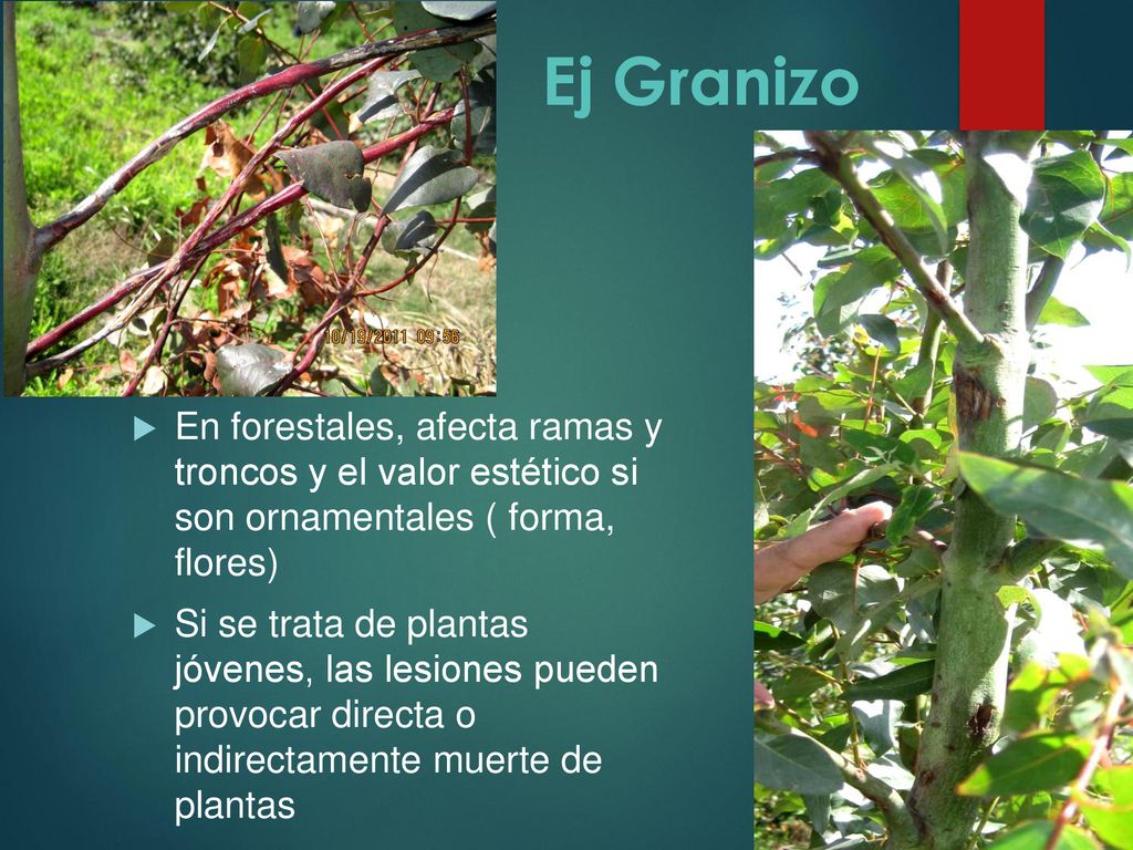 Ej Granizo En forestales, afecta ramas y troncos y el valor estético si son ornamentales ( forma, flores)