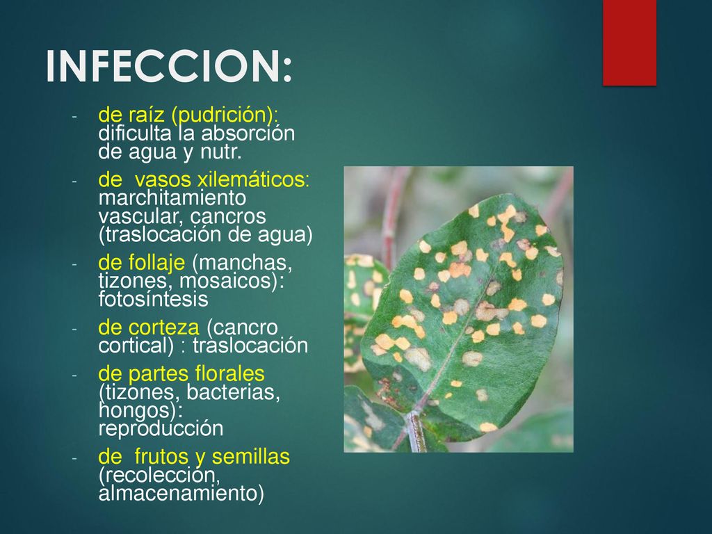 INFECCION: de raíz (pudrición): dificulta la absorción de agua y nutr.
