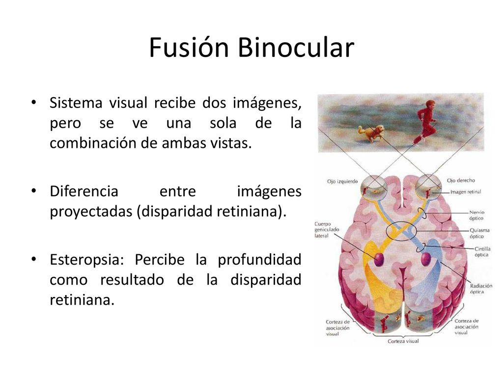 Fusión Binocular Sistema visual recibe dos imágenes, pero se ve una sola de la combinación de ambas vistas.
