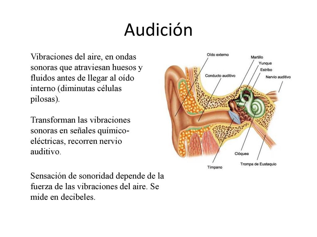 Audición Vibraciones del aire, en ondas sonoras que atraviesan huesos y fluidos antes de llegar al oído interno (diminutas células pilosas).
