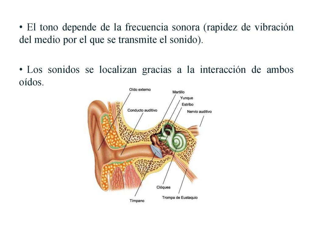 El tono depende de la frecuencia sonora (rapidez de vibración del medio por el que se transmite el sonido).
