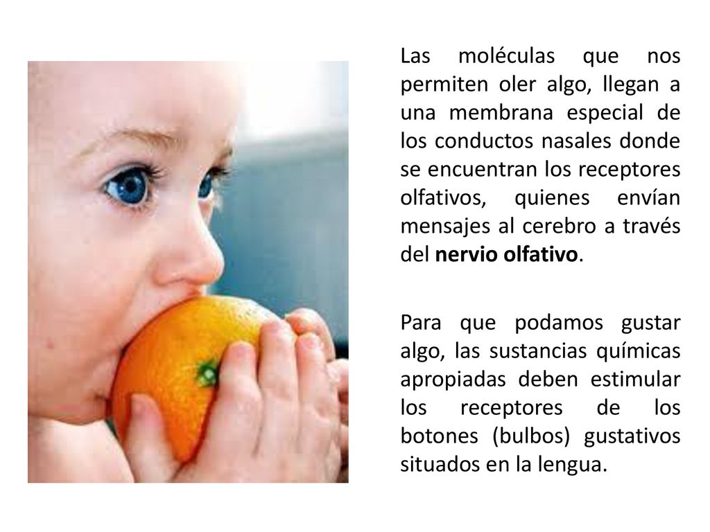 Las moléculas que nos permiten oler algo, llegan a una membrana especial de los conductos nasales donde se encuentran los receptores olfativos, quienes envían mensajes al cerebro a través del nervio olfativo.