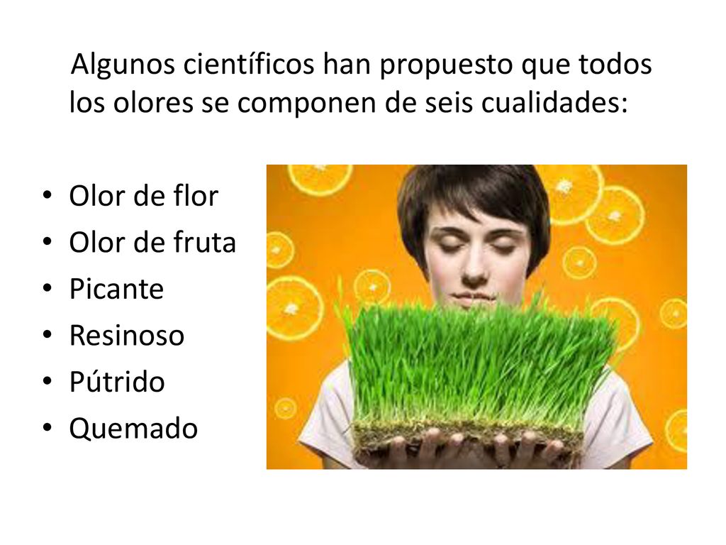 Algunos científicos han propuesto que todos los olores se componen de seis cualidades: