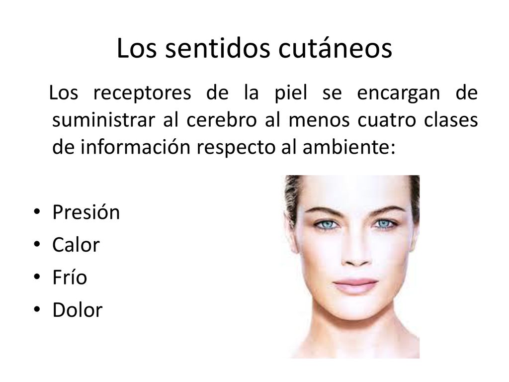 Los sentidos cutáneos Los receptores de la piel se encargan de suministrar al cerebro al menos cuatro clases de información respecto al ambiente: