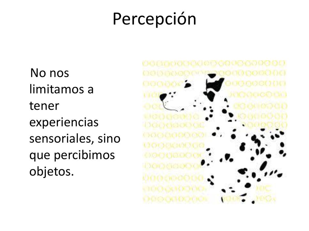 Percepción No nos limitamos a tener experiencias sensoriales, sino que percibimos objetos.