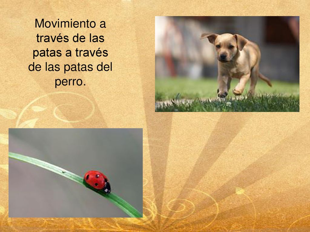 Movimiento a través de las patas a través de las patas del perro.
