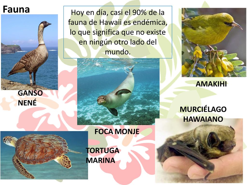Fauna Hoy en día, casi el 90% de la fauna de Hawaii es endémica, lo que significa que no existe en ningún otro lado del mundo.