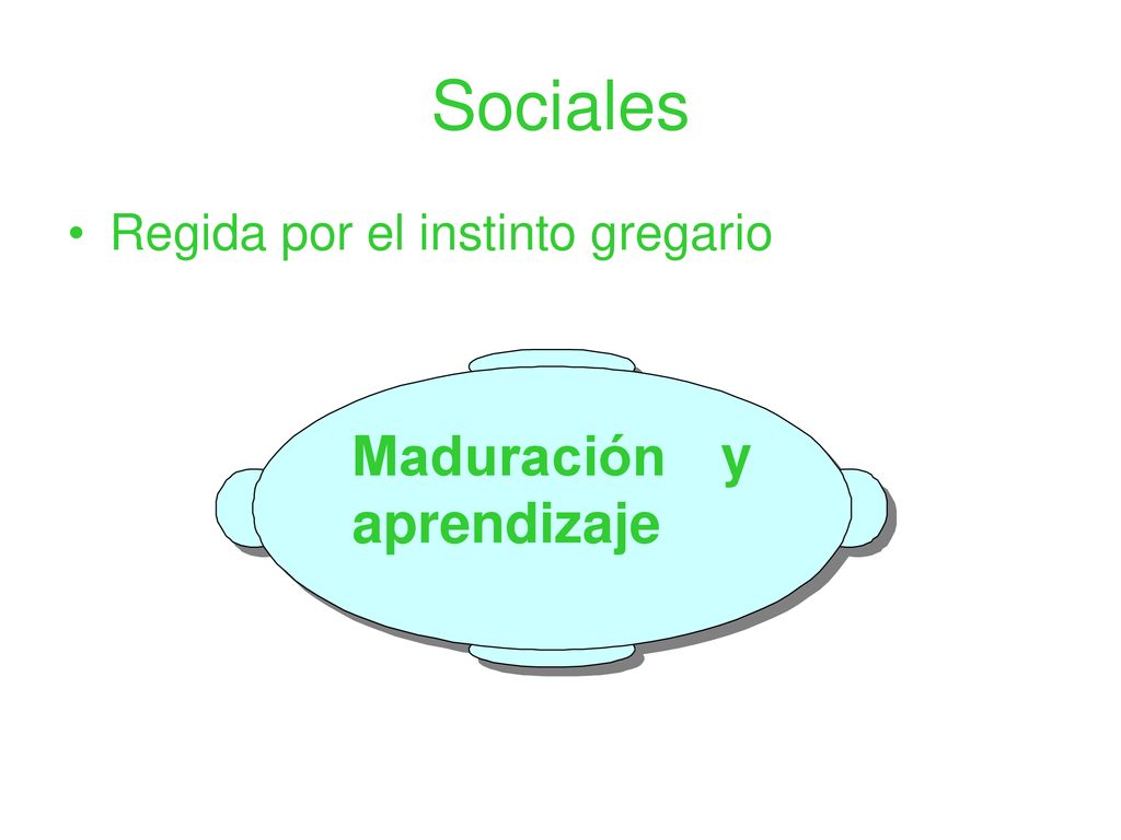 Sociales Regida por el instinto gregario Maduración y aprendizaje