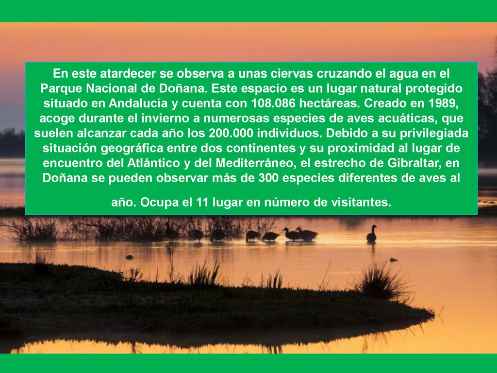 En este atardecer se observa a unas ciervas cruzando el agua en el Parque Nacional de Doñana.