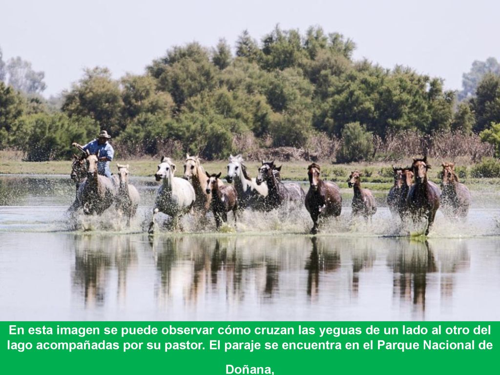 En esta imagen se puede observar cómo cruzan las yeguas de un lado al otro del lago acompañadas por su pastor.
